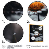 A Blooming Orange Daisy Flower In Winter I Framed Canvas Vibrant Gold - 1.5Thick