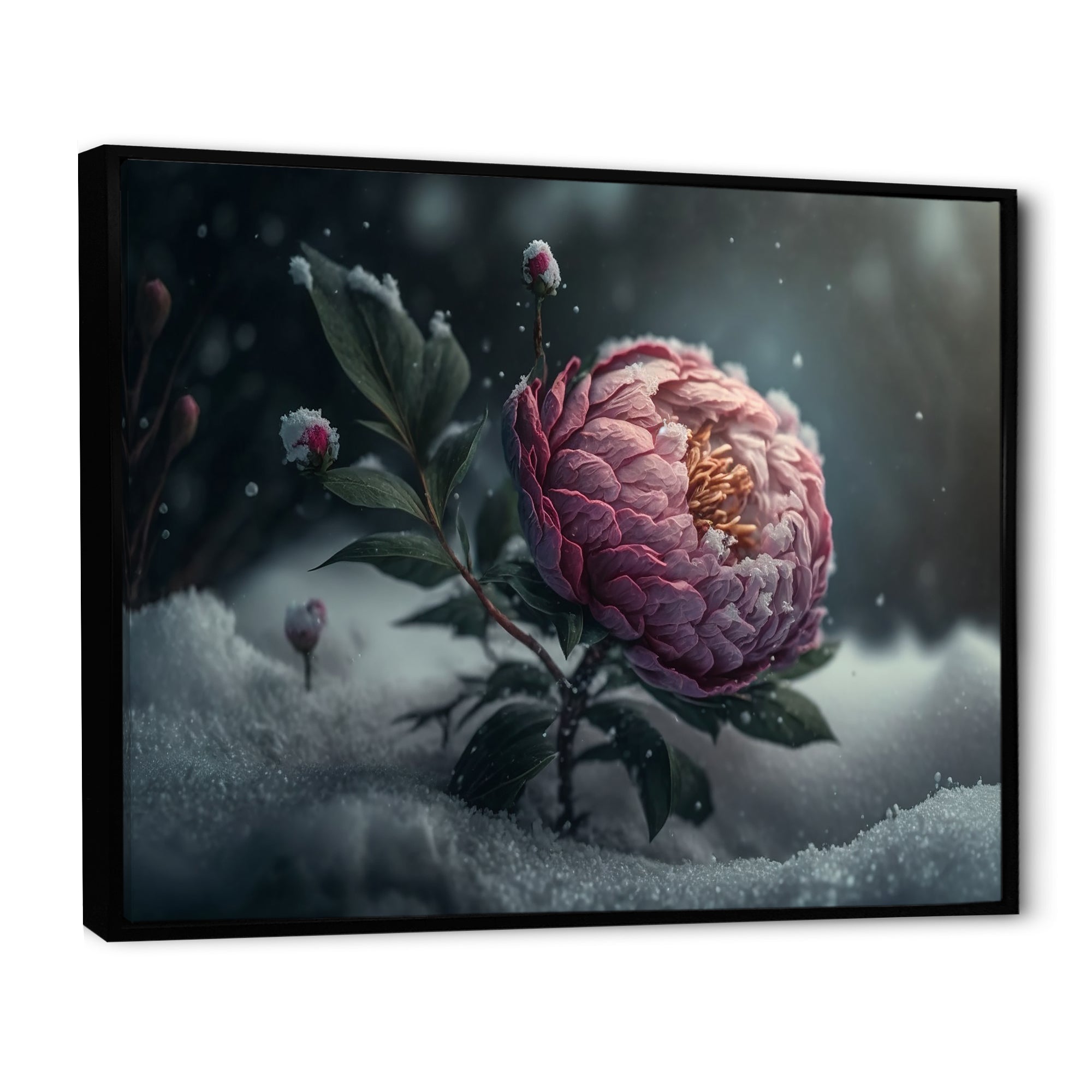 A Blooming Pink Peony Flower In Winter III Framed Canvas Vibrant Black - 1.5Thick