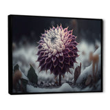 A Blooming Purple Dahlia Flower In Winter III Framed Canvas Vibrant Black - 1.5Thick
