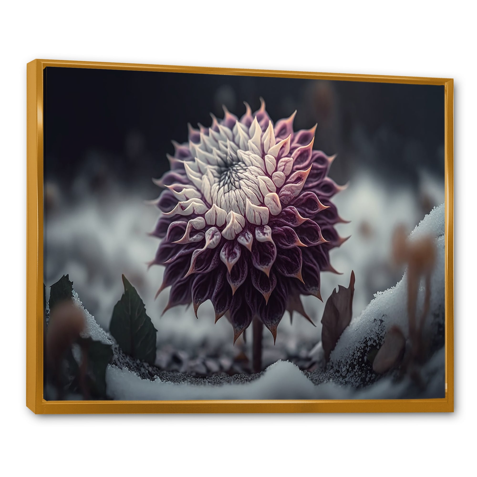 A Blooming Purple Dahlia Flower In Winter III Framed Canvas Vibrant Gold - 1.5Thick