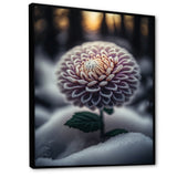 A Blooming Purple Dahlia Flower In Winter V Framed Canvas Vibrant Black - 1.5Thick