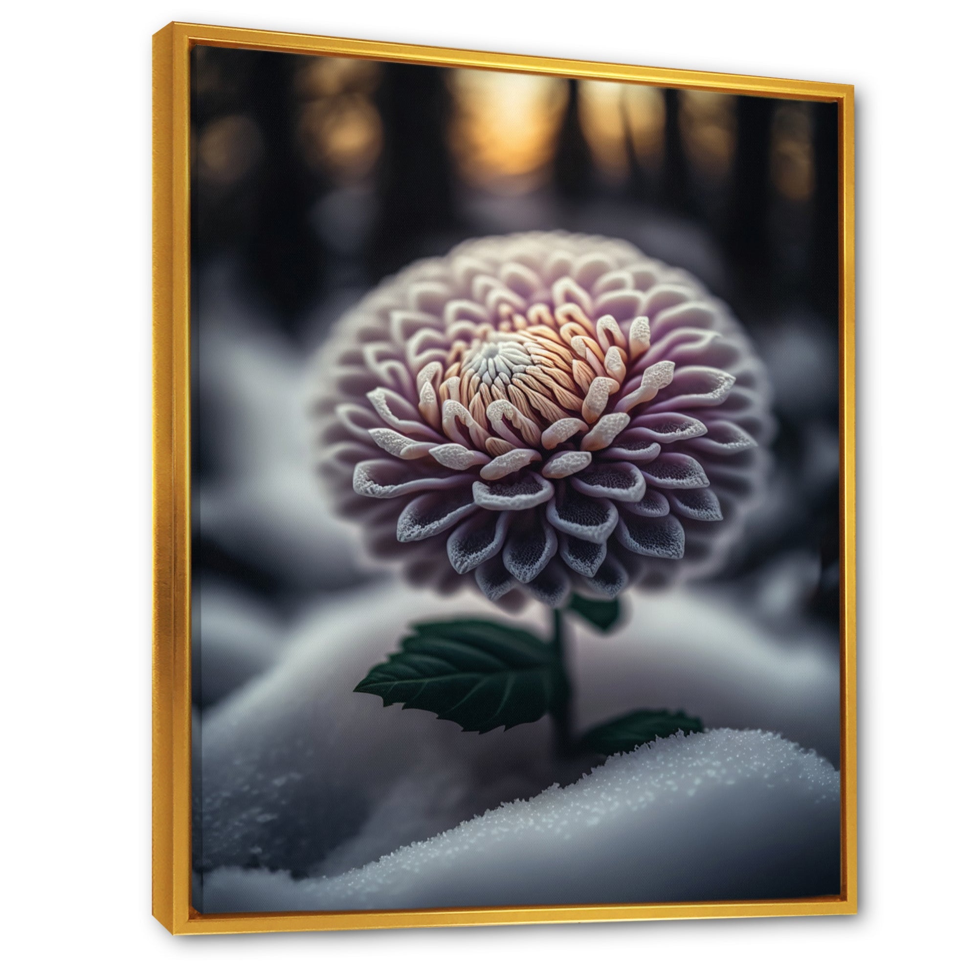 A Blooming Purple Dahlia Flower In Winter V Framed Canvas Vibrant Gold - 1.5Thick