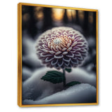 A Blooming Purple Dahlia Flower In Winter V Framed Canvas Vibrant Gold - 1.5Thick
