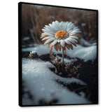 A Blooming White Daisy Flower In Winter Framed Canvas Vibrant Black - 1.5Thick