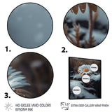 A Blooming White Daisy Flower In Winter Framed Canvas Vibrant Black - 1.5Thick