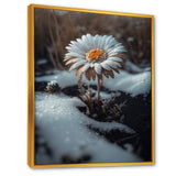 A Blooming White Daisy Flower In Winter Framed Canvas Vibrant Gold - 1.5Thick
