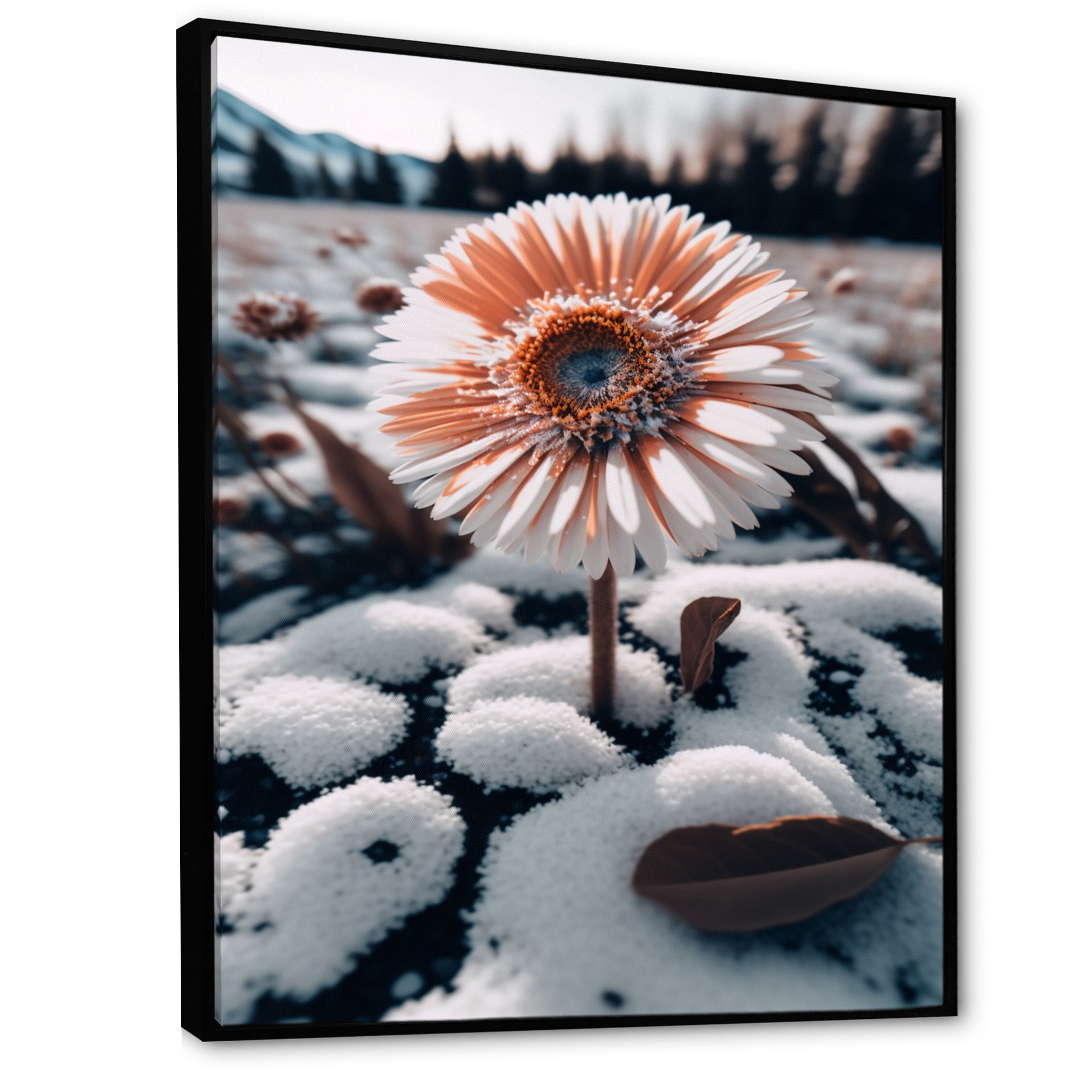 A Blooming White Gerbera Flower In Winter Framed Canvas Vibrant Black - 1.5Thick