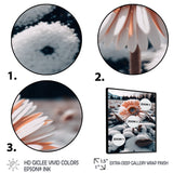 A Blooming White Gerbera Flower In Winter Framed Canvas Vibrant Black - 1.5Thick