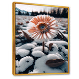 A Blooming White Gerbera Flower In Winter Framed Canvas Vibrant Gold - 1.5Thick