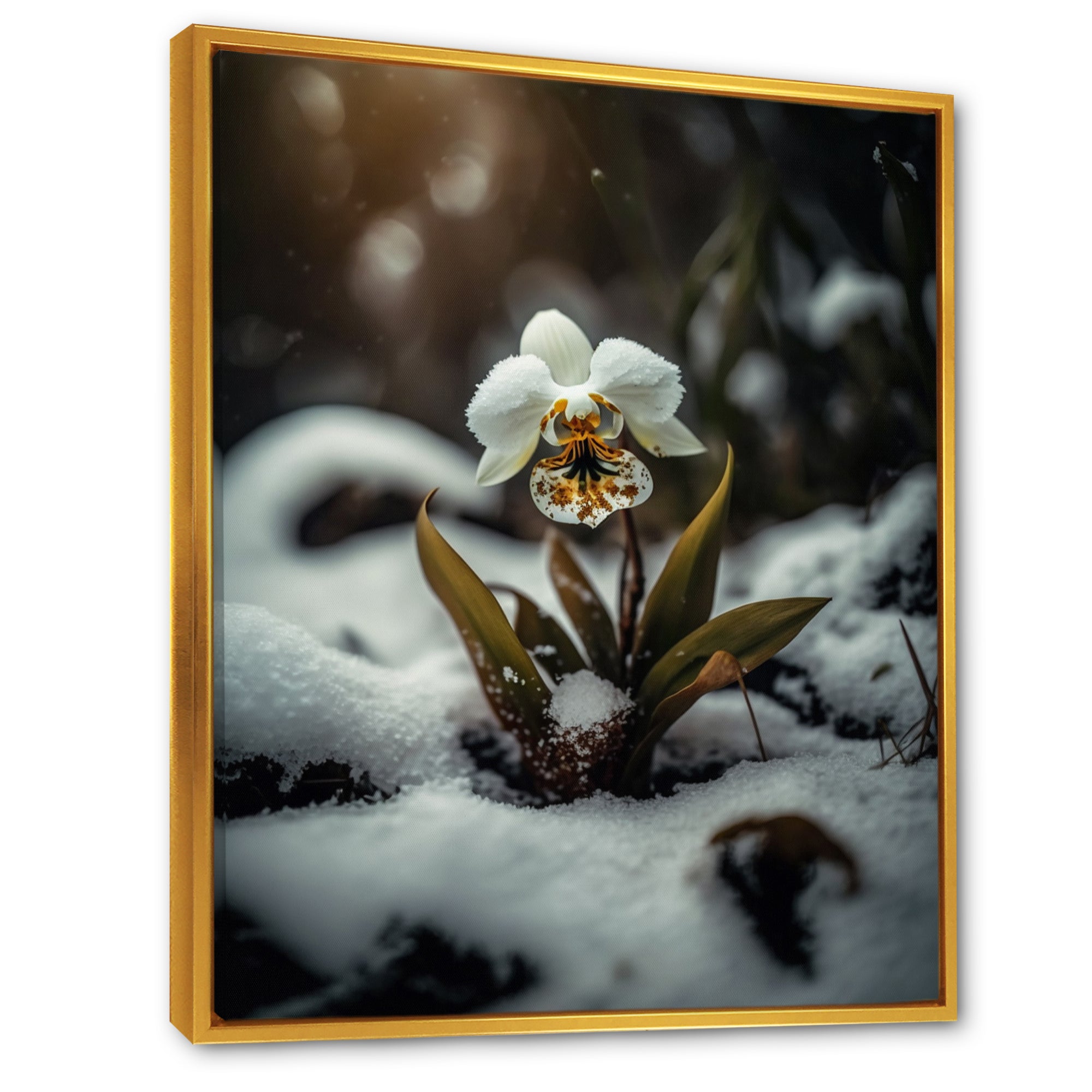 A Blooming White Orchid Flower In Winter II Framed Canvas Vibrant Gold - 1.5Thick
