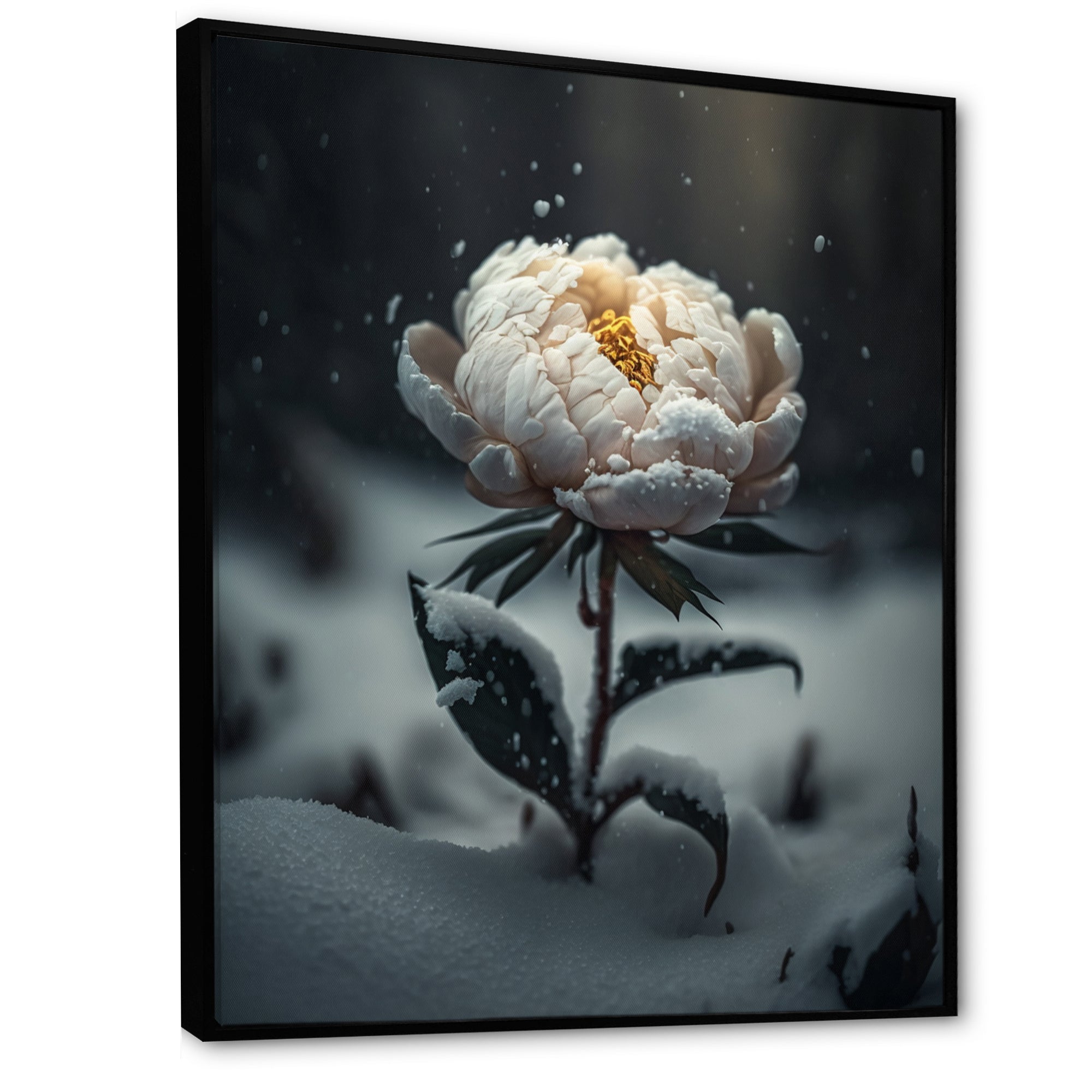 A Blooming White Peony Flower In Winter II Framed Canvas Vibrant Black - 1.5Thick