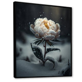 A Blooming White Peony Flower In Winter II Framed Canvas Vibrant Black - 1.5Thick