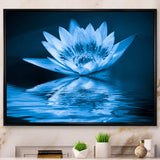Blue Water Lily