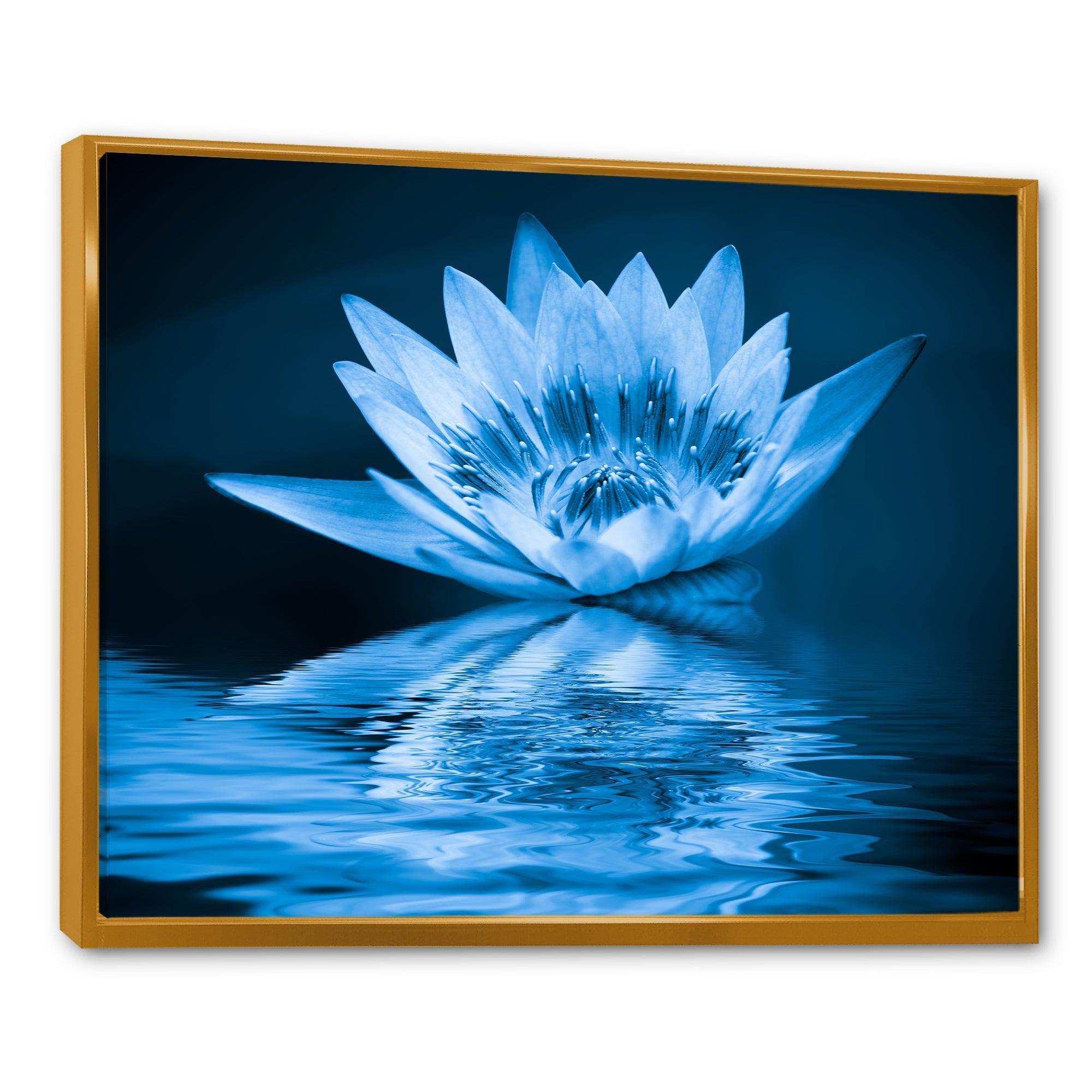Blue Water Lily
