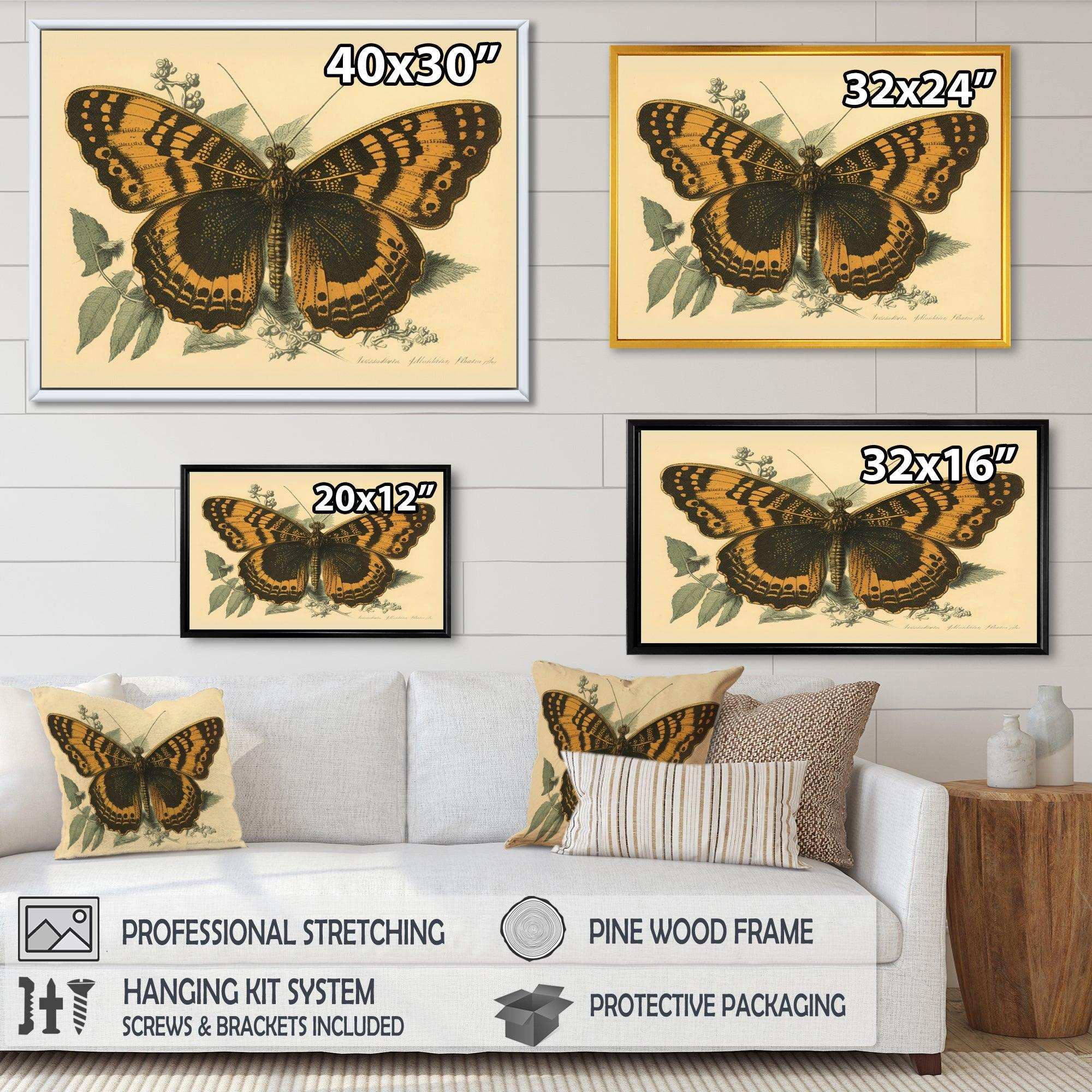 Vintage Illustration Of Butterfly I