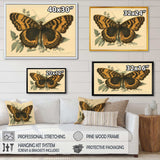 Vintage Illustration Of Butterfly I