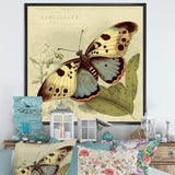 Vintage Illustration Of Butterfly III