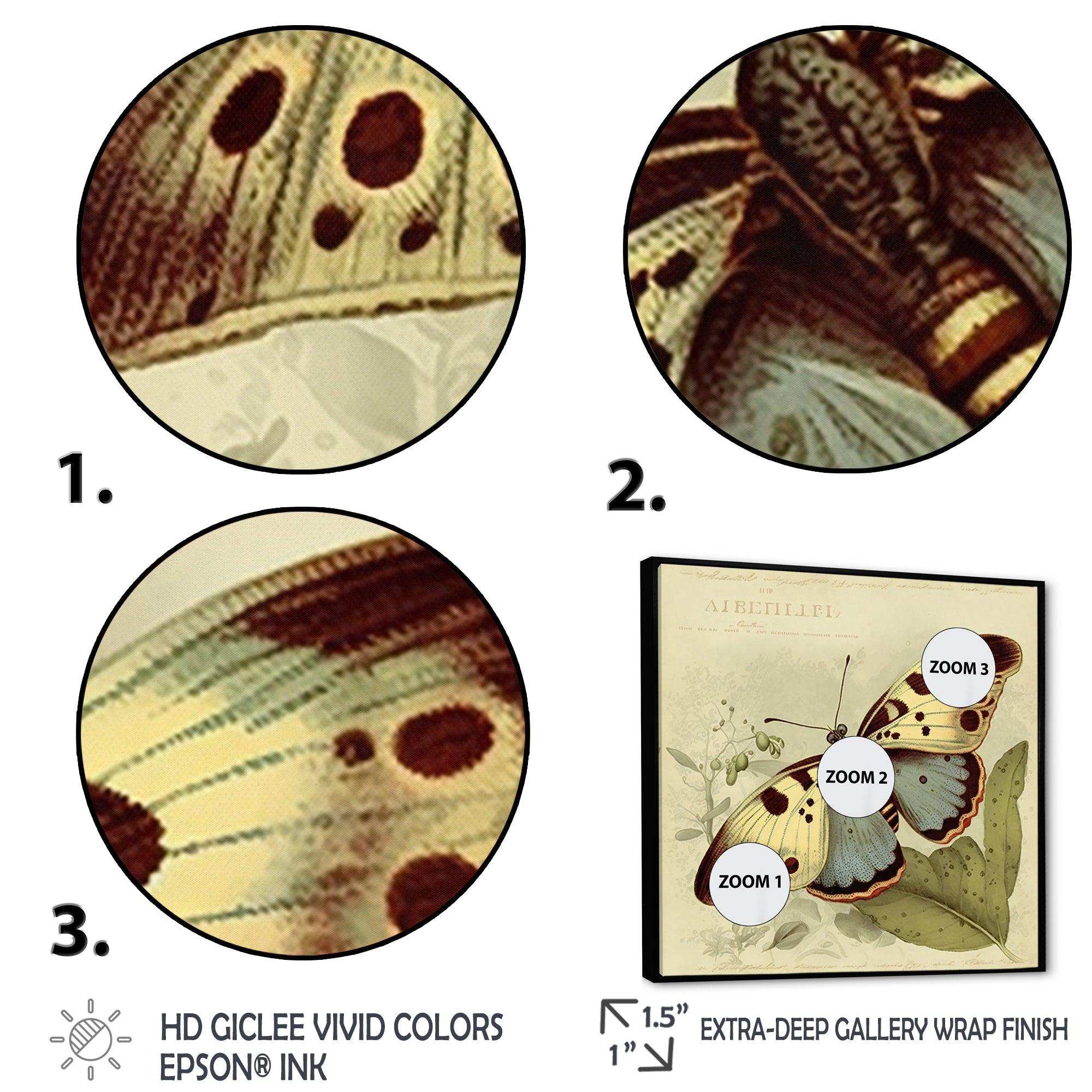 Vintage Illustration Of Butterfly III