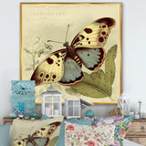 Vintage Illustration Of Butterfly III