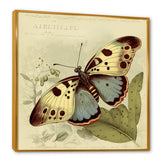 Vintage Illustration Of Butterfly III