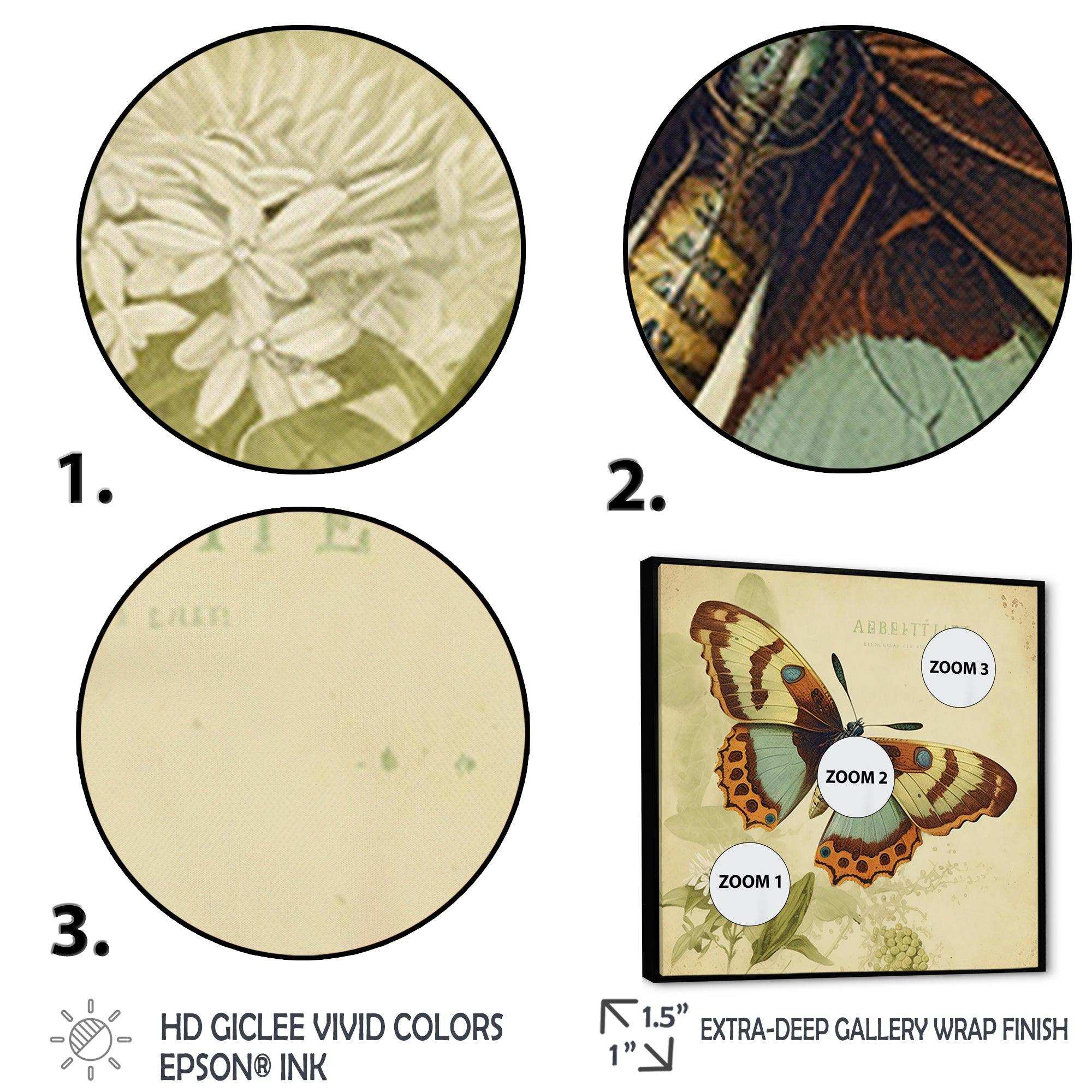 Vintage Illustration Of Butterfly IV