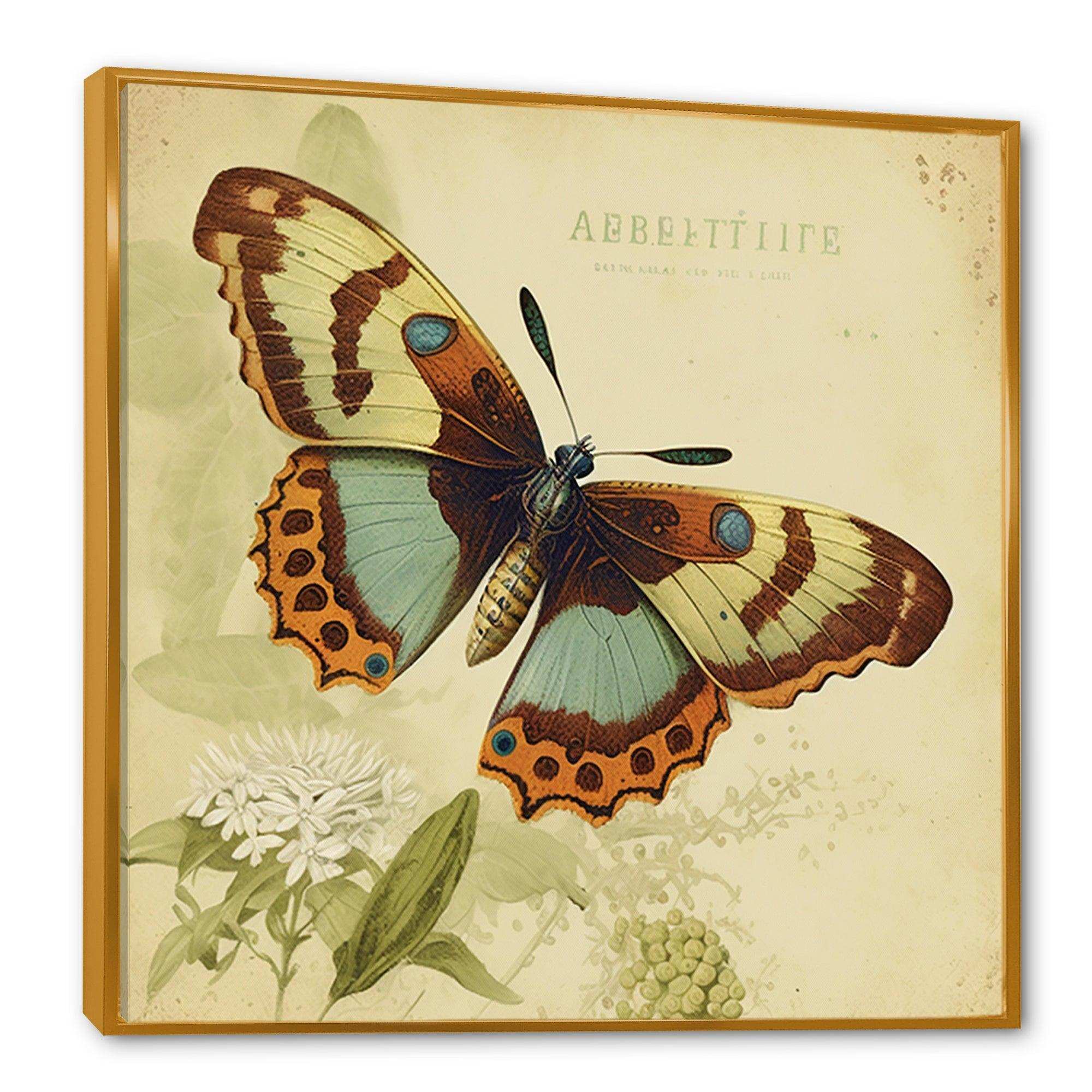 Vintage Illustration Of Butterfly IV