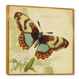 Vintage Illustration Of Butterfly IV