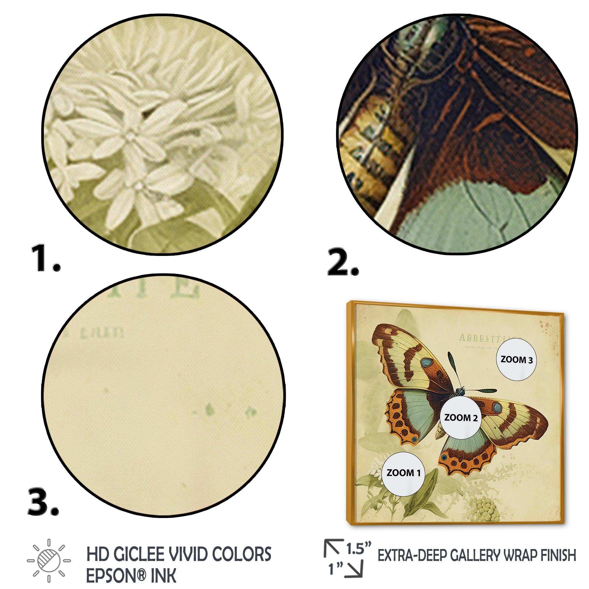 Vintage Illustration Of Butterfly IV