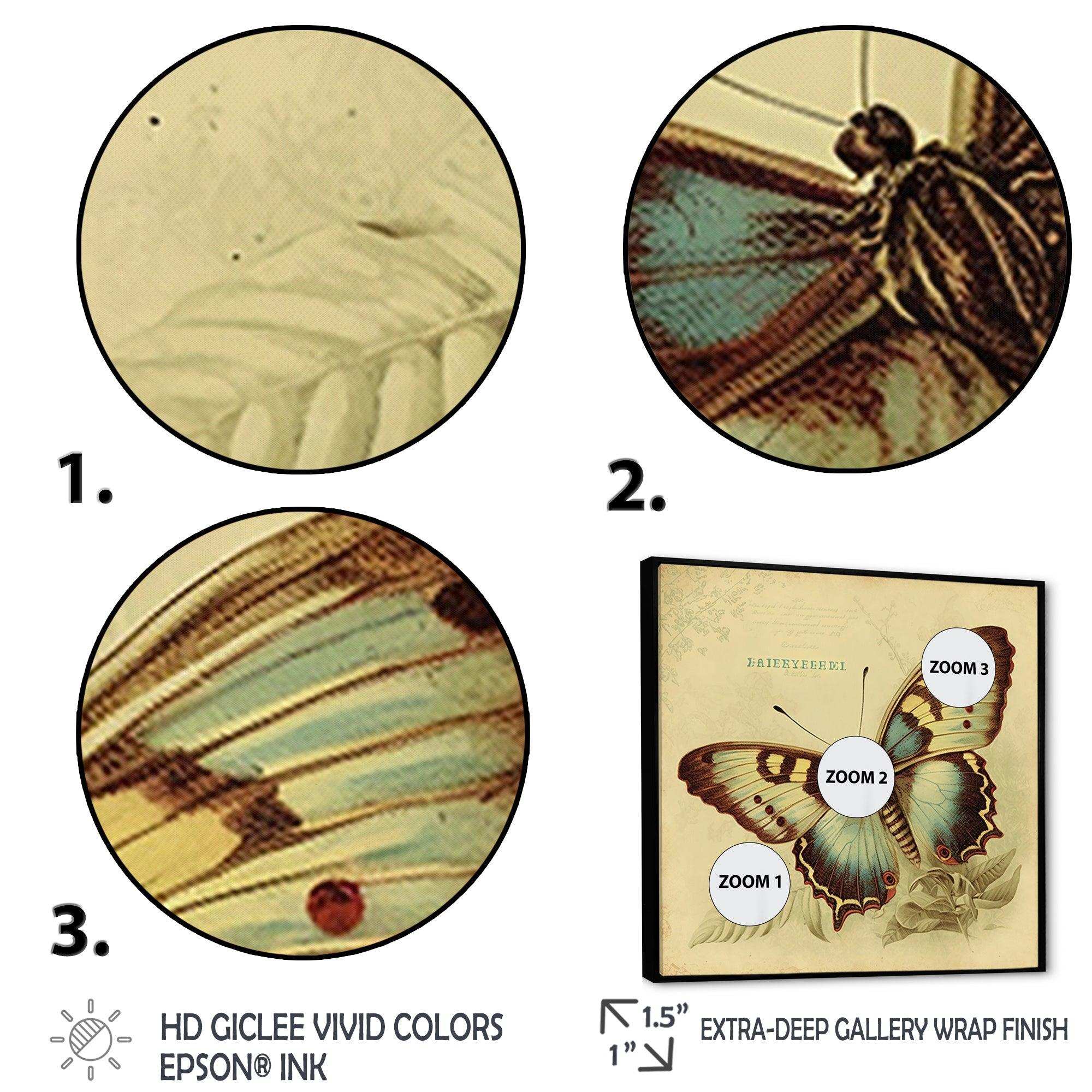 Vintage Illustration Of Butterfly V