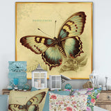 Vintage Illustration Of Butterfly V