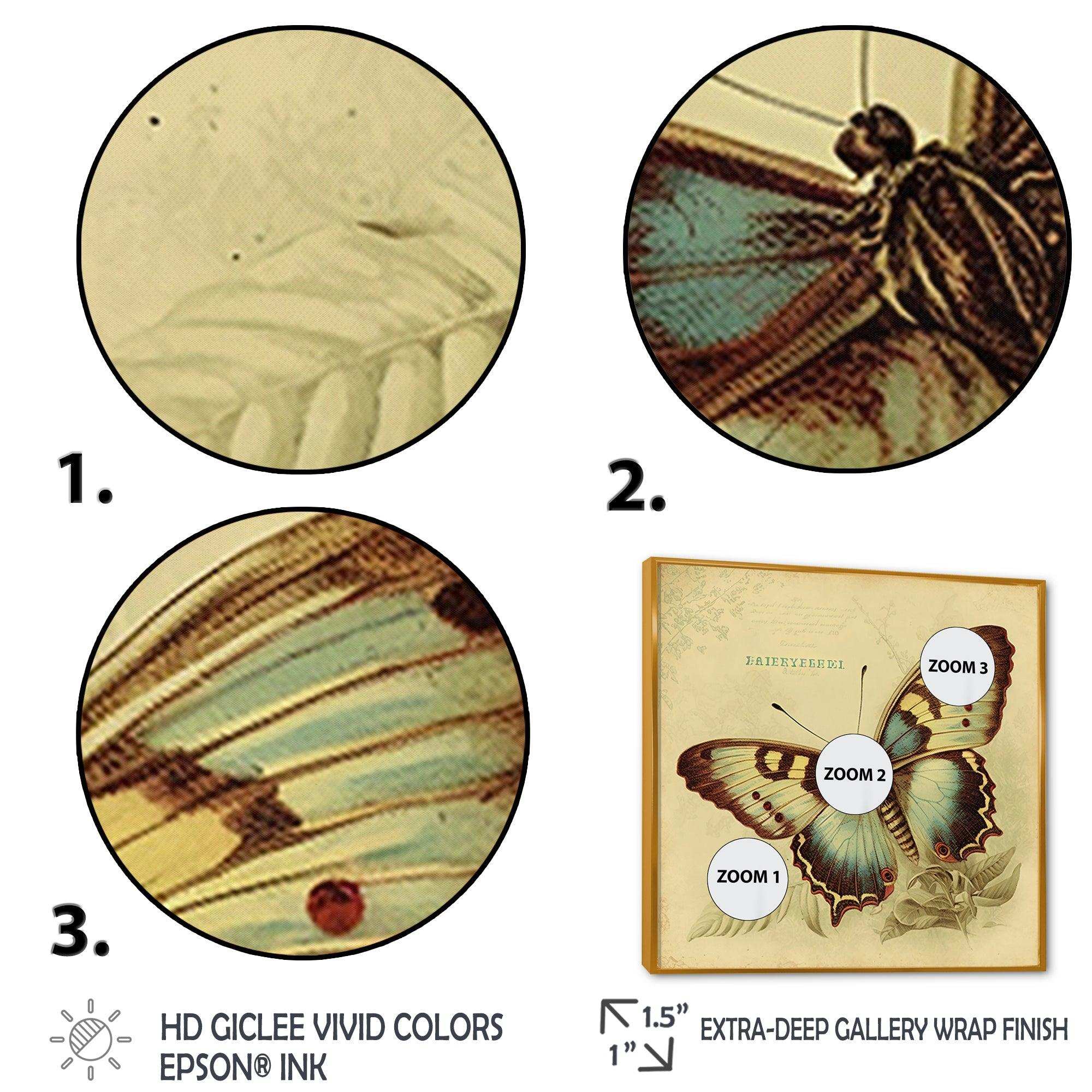 Vintage Illustration Of Butterfly V