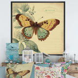 Vintage Illustration Of Butterfly VI