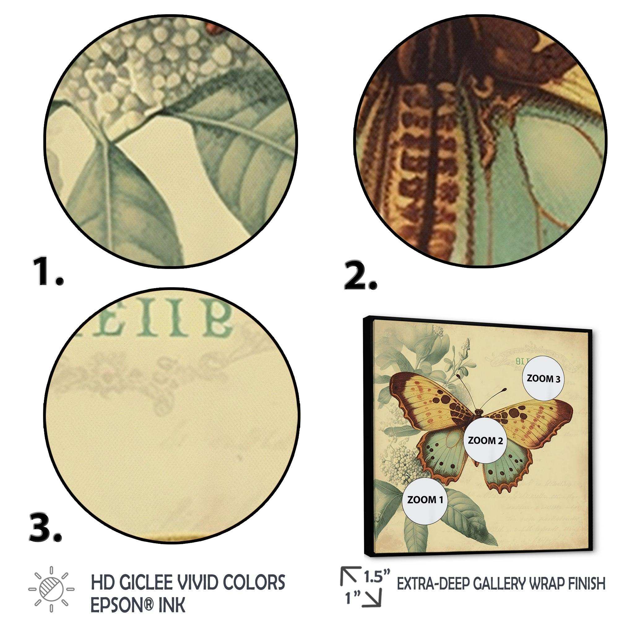 Vintage Illustration Of Butterfly VI