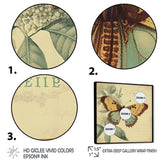 Vintage Illustration Of Butterfly VI