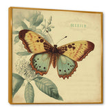 Vintage Illustration Of Butterfly VI