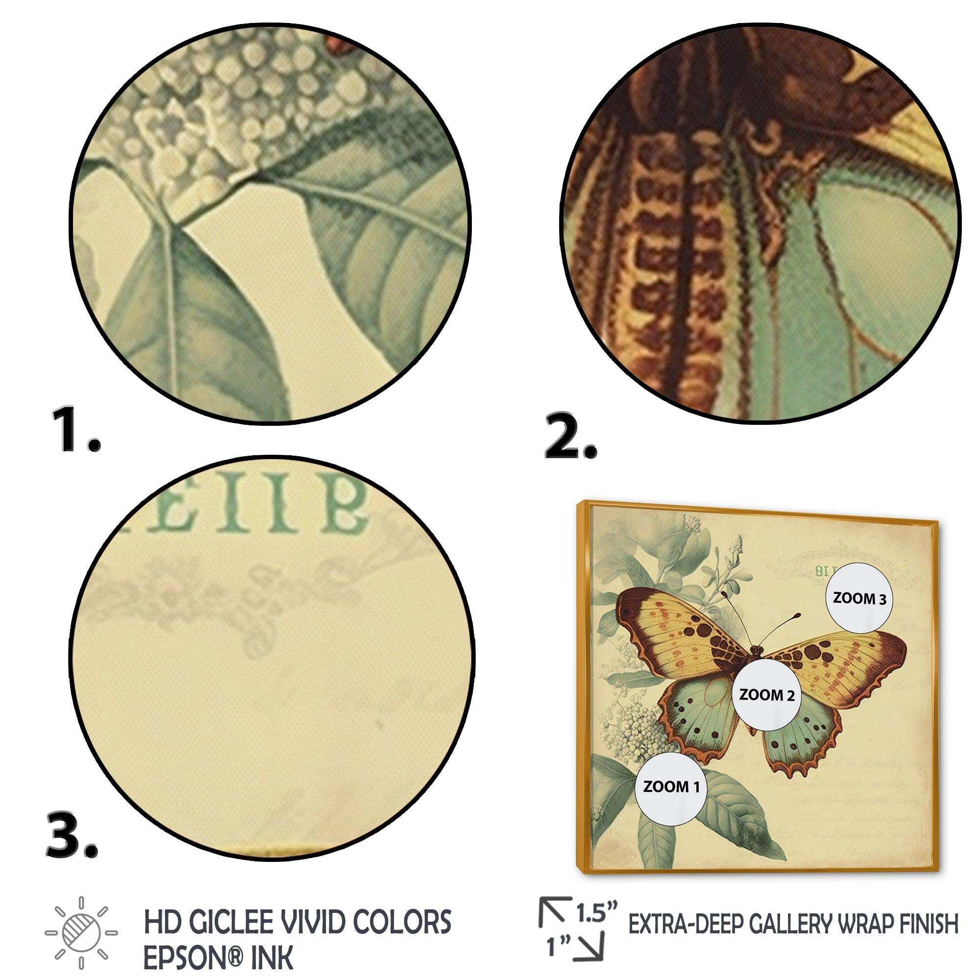 Vintage Illustration Of Butterfly VI