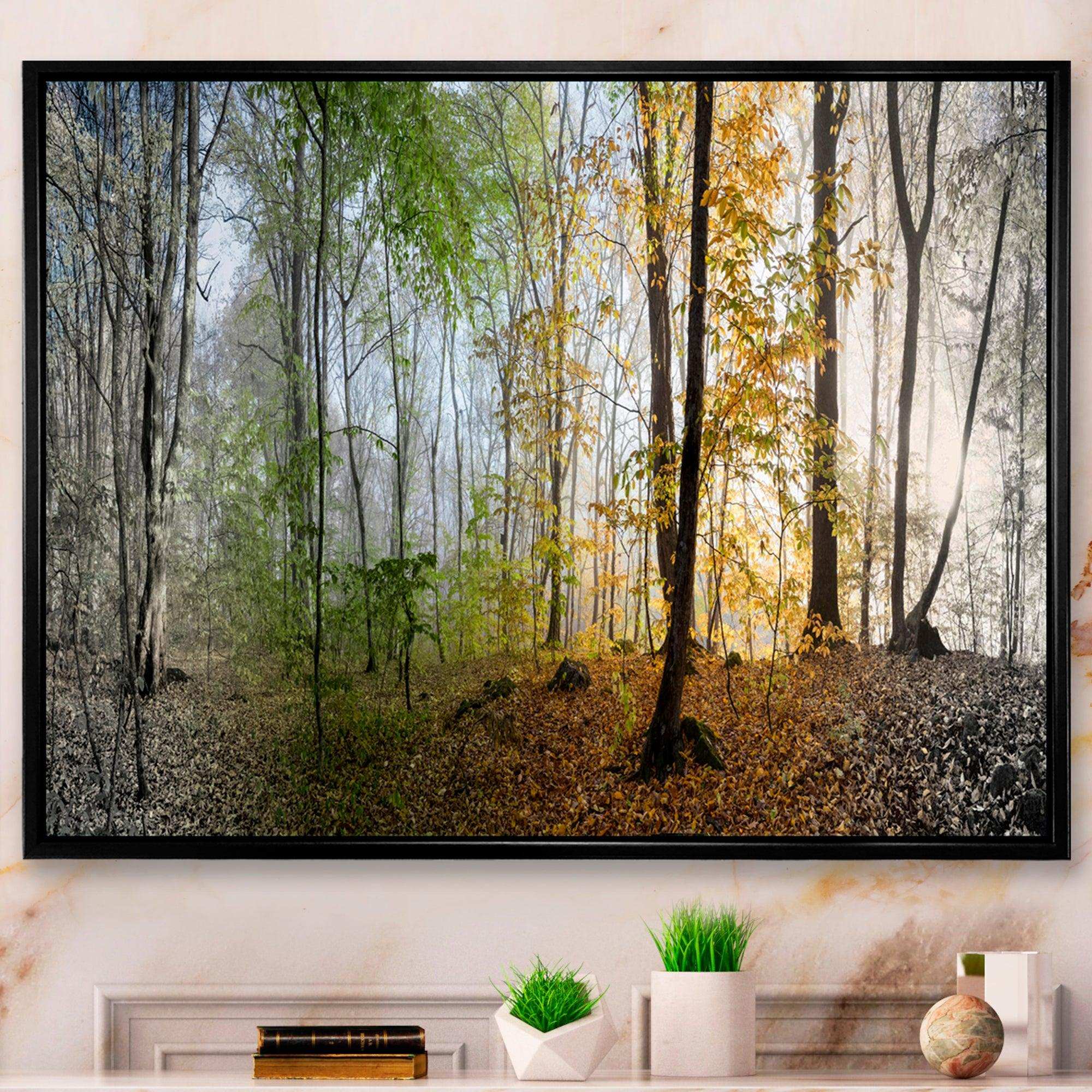 Morning Forest Panoramic View