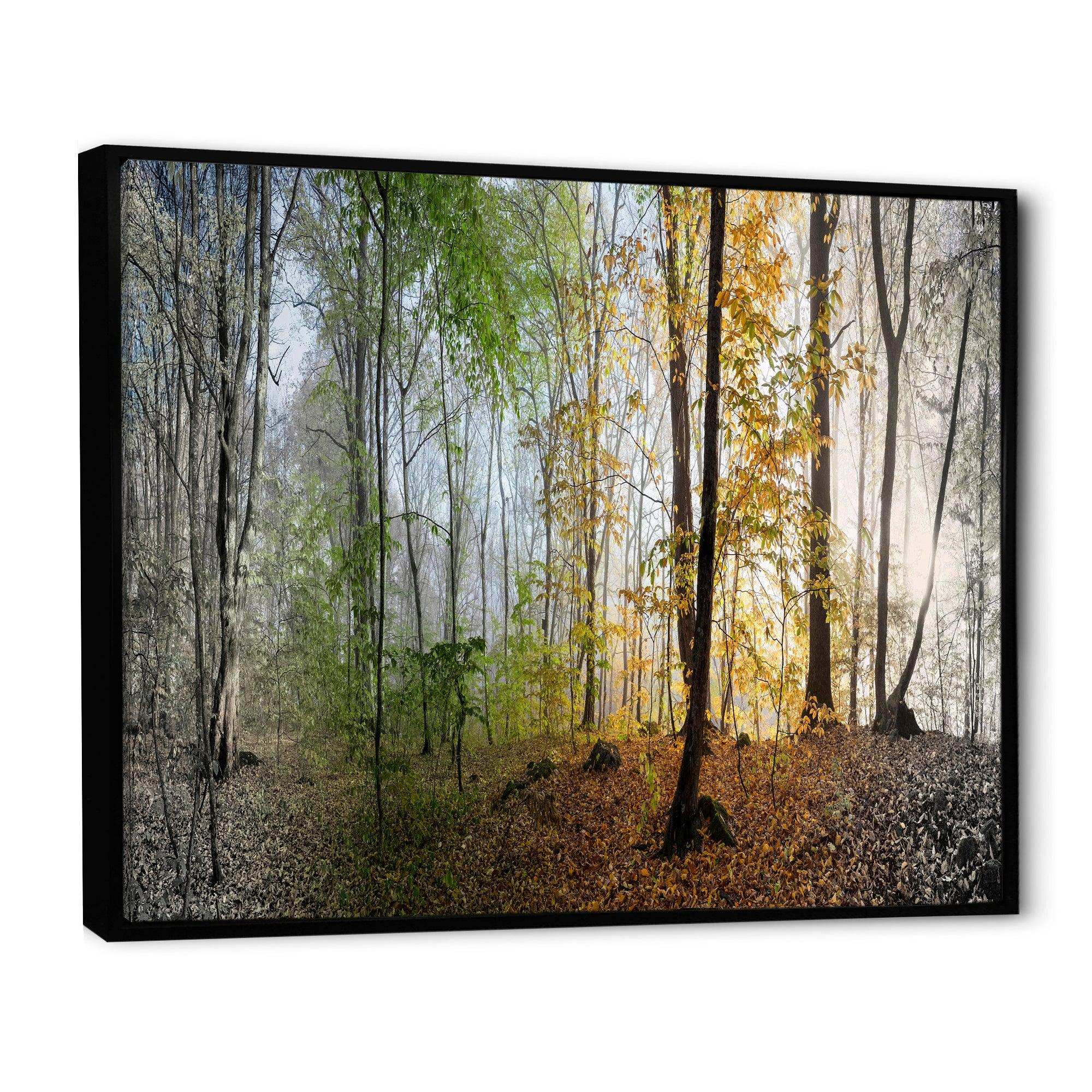 Morning Forest Panoramic View