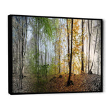 Morning Forest Panoramic View