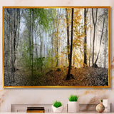 Morning Forest Panoramic View