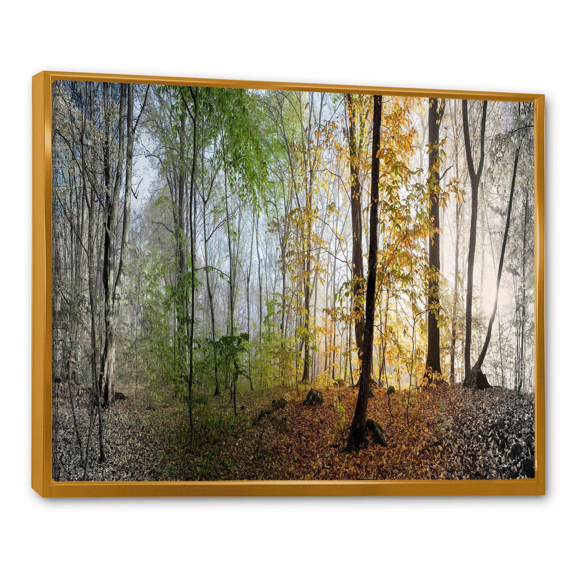 Morning Forest Panoramic View