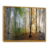 Morning Forest Panoramic View