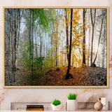 Morning Forest Panoramic View