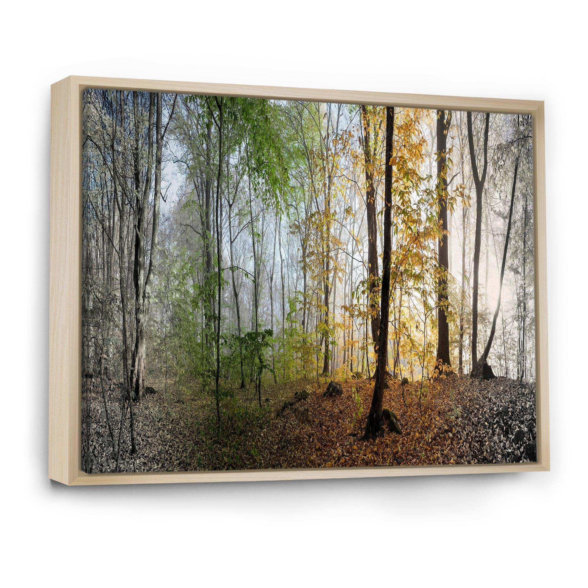 Morning Forest Panoramic View