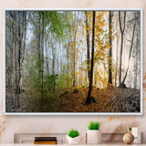 Morning Forest Panoramic View