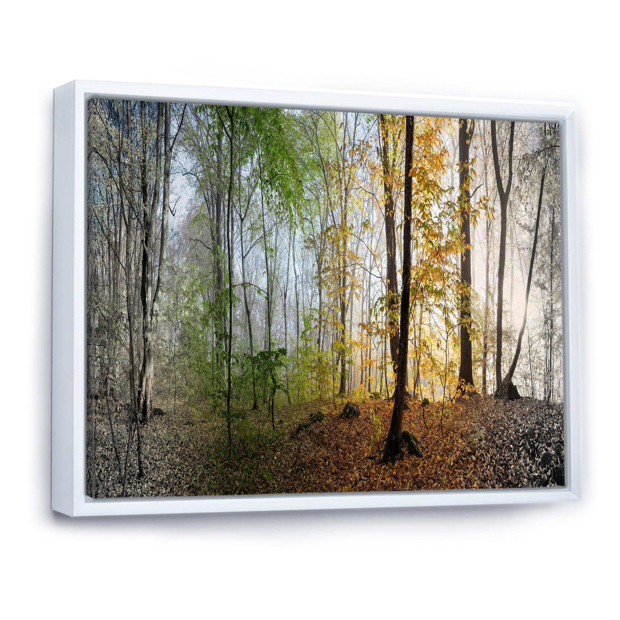 Morning Forest Panoramic View