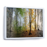 Morning Forest Panoramic View