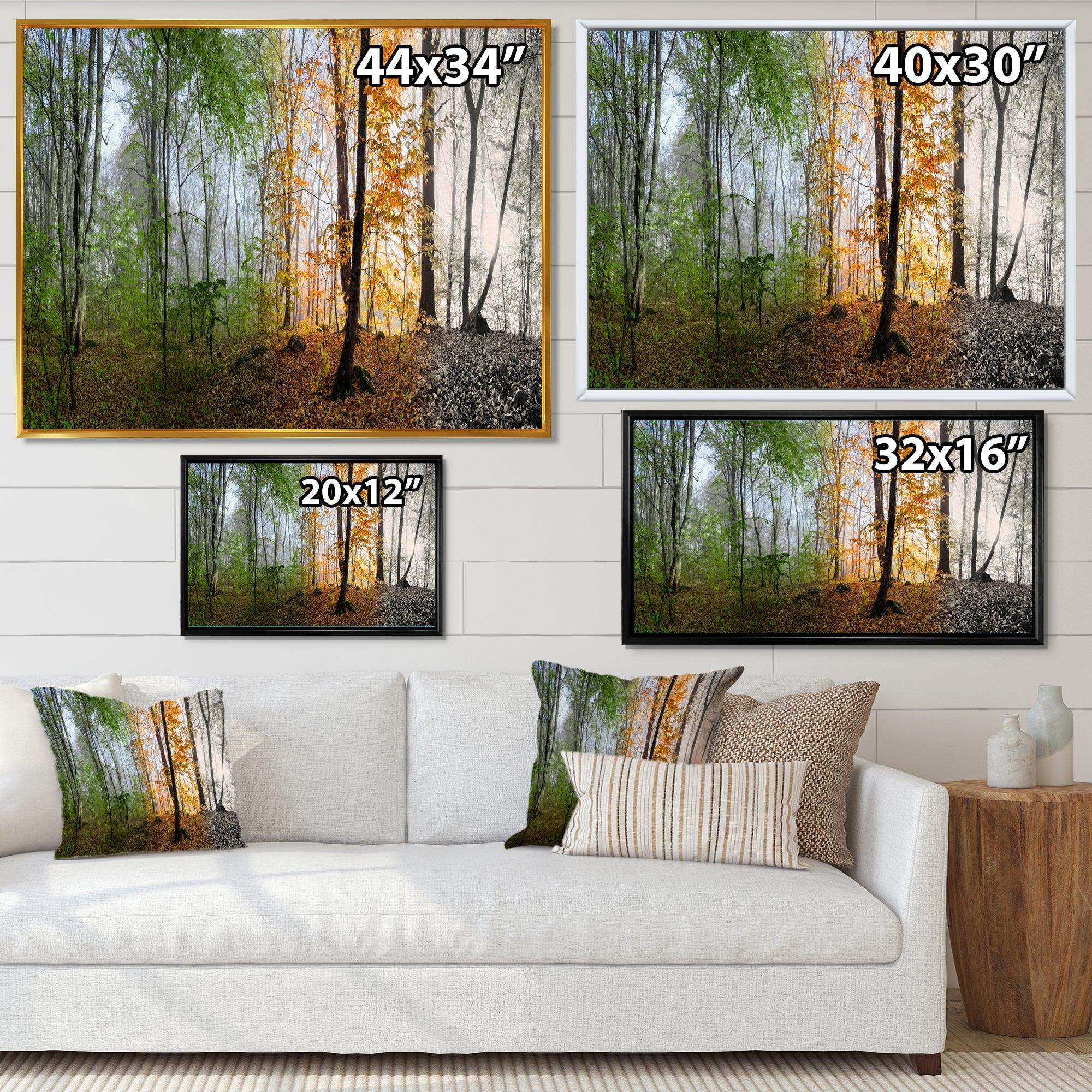 Morning Forest Panorama