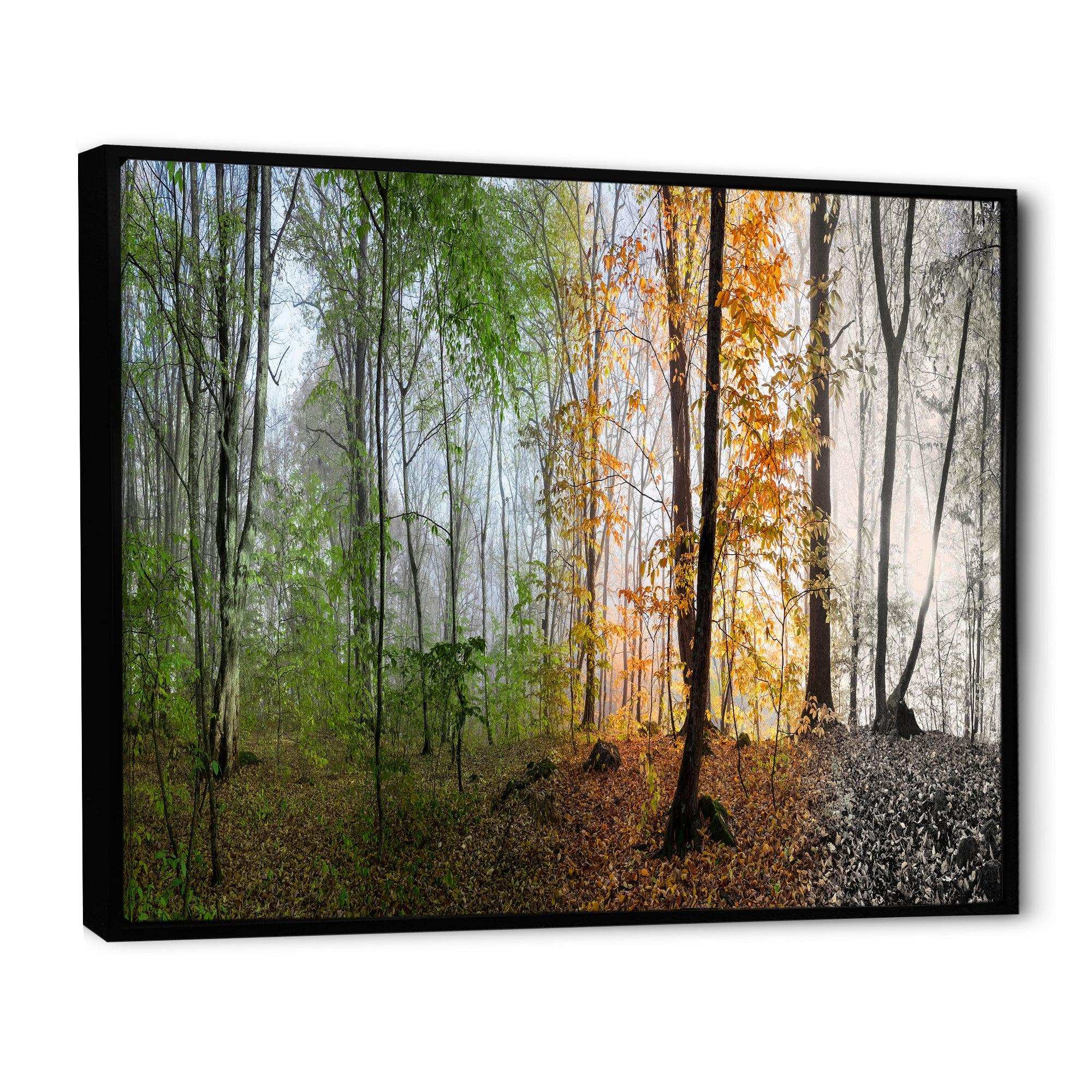 Morning Forest Panorama