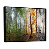 Morning Forest Panorama